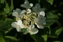 Pluimhortensia (Hydrangea Paniculata 'Dart's Little Dot') -Kleine Bomen Verkoopwinkel 20120225125718 4