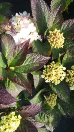 Hortensia (Hydrangea 'Preziosa') -Kleine Bomen Verkoopwinkel 20120225171730 2