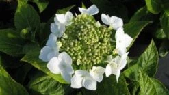 Hortensia (Hydrangea Macrophylla 'Lanarth White') -Kleine Bomen Verkoopwinkel 20120225172724 4