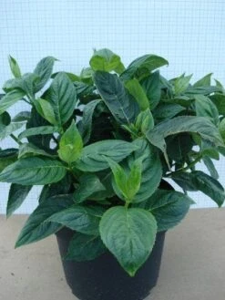 Hortensia (Hydrangea Macrophylla 'Lanarth White') -Kleine Bomen Verkoopwinkel 20120305134546 4