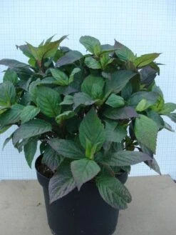 Hortensia (Hydrangea 'Preziosa') -Kleine Bomen Verkoopwinkel 20120305135330 2