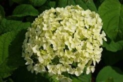 Hortensia (Hydrangea 'Strong Annabelle') -Kleine Bomen Verkoopwinkel 20120716105647 1