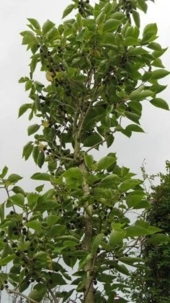Papiermoerbei (Broussonetia Papyrifera) -Kleine Bomen Verkoopwinkel 20120821143622 5