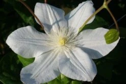 Bosrank (Clematis 'Madame Le Coultre') -Kleine Bomen Verkoopwinkel 20120903131948 1