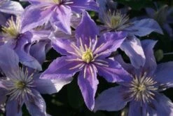 Bosrank (Clematis 'Justa') -Kleine Bomen Verkoopwinkel 20120919134614 1 1