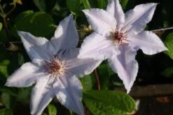 Bosrank (Clematis 'Snow Queen') -Kleine Bomen Verkoopwinkel 20120919152541 1