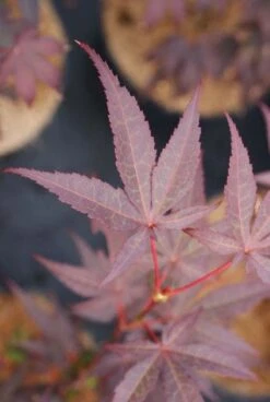 Japanse Esdoorn (Acer Palmatum 'Bloodgood') -Kleine Bomen Verkoopwinkel 20121003154430 12