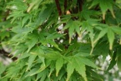 Japanse Esdoorn (Acer Palmatum 'Sangokaku') -Kleine Bomen Verkoopwinkel 20121003155550 9