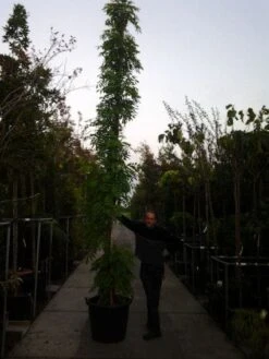 Blauwe Regen (Wisteria Sinensis) -Kleine Bomen Verkoopwinkel 20121012085312 13