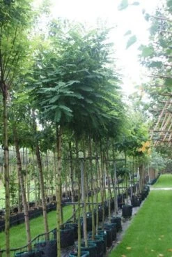 Bolacacia (Robinia Pseudoacacia 'Umbraculifera') 15 Bolacacia (Robinia Pseudoacacia 'Umbraculifera') -Kleine Bomen Verkoopwinkel 20121016132039 24