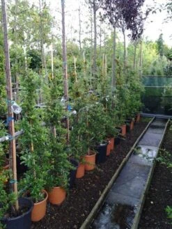 Vuurdoorn (Pyracantha 'Soleil D'Or') -Kleine Bomen Verkoopwinkel 20121017141100 4