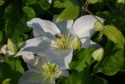Bosrank (Clematis 'Yukikomachi') -Kleine Bomen Verkoopwinkel 20121017162704 1