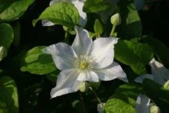 Bosrank (Clematis 'Yukikomachi') -Kleine Bomen Verkoopwinkel 20121017162743 1 1