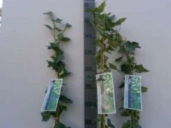 Klimop In Boogvorm (Hedera Hibernica) -Kleine Bomen Verkoopwinkel 20130120142024 1