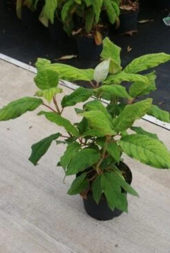 Fluweelhortensia (Hydrangea Aspera 'Macrophylla') -Kleine Bomen Verkoopwinkel 20130121123911 6