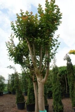 Roze Lagerstroemia Als Boom (Lagerstroemia Indica) -Kleine Bomen Verkoopwinkel 20130121162344 9