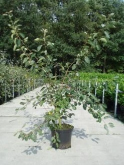 Krentenboom Als Struik (Amelanchier Lamarckii) -Kleine Bomen Verkoopwinkel 20130214100736 13