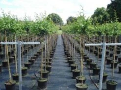 Rode Meidoorn (Crataegus Laevigata 'Paul's Scarlet') -Kleine Bomen Verkoopwinkel 20130214111754 14