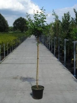 Rode Meidoorn (Crataegus Laevigata 'Paul's Scarlet') -Kleine Bomen Verkoopwinkel 20130214111804 14