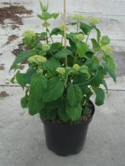 Hortensia (Hydrangea 'Strong Annabelle') -Kleine Bomen Verkoopwinkel 20130214115328 1