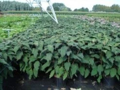 Fluweelhortensia (Hydrangea Aspera 'Macrophylla') -Kleine Bomen Verkoopwinkel 20130214115506 6