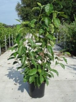 Beverboom (Magnolia Soulangeana) -Kleine Bomen Verkoopwinkel 20130214140530 10