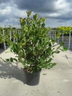 Stermagnolia (Magnolia Stellata) -Kleine Bomen Verkoopwinkel 20130214142333 13