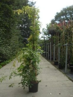 Blauwe Regen (Wisteria Sinensis) -Kleine Bomen Verkoopwinkel 20130215105427 13