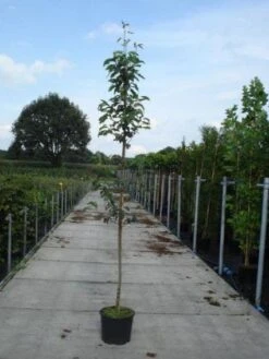 Krentenboom (Amelanchier Arborea 'Robin Hill') -Kleine Bomen Verkoopwinkel 20130215113904 10