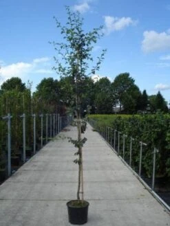 Rode Meidoorn (Crataegus Laevigata 'Paul's Scarlet') -Kleine Bomen Verkoopwinkel 20130215114625 14