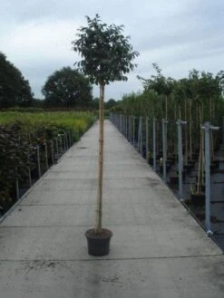 Pluim Es (Fraxinus Ornus 'Meczek') 7 Pluim Es (Fraxinus Ornus 'Meczek') -Kleine Bomen Verkoopwinkel 20130215114801 10