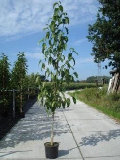 Beverboom (Magnolia Kobus) -Kleine Bomen Verkoopwinkel 20130215115408 19