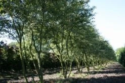 Krentenboom Als Struik (Amelanchier Lamarckii) -Kleine Bomen Verkoopwinkel 20130315104532 13
