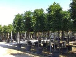 Kleine Bomen Verkoopwinkel 27 Blauwe Regen Als Boom (Wisteria Formosa 'Issai')