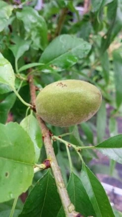 Amandelboom (Prunus Dulcis) 14 Amandelboom (Prunus Dulcis) -Kleine Bomen Verkoopwinkel 20190712 153121 1