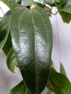 Groenblijvende Clematis (Clematis Armandii 'Hendersonii Rubra') -Kleine Bomen Verkoopwinkel 20220613 162250 1