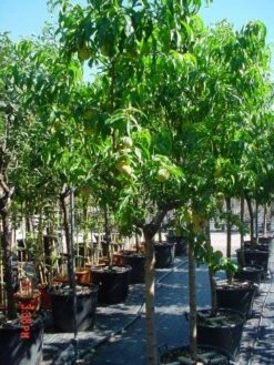 Perzikboom (Prunus Persica) -Kleine Bomen Verkoopwinkel 312prunuspersica 3