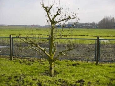 Wilde Perenboom (Pyrus Communis) 1 Wilde Perenboom (Pyrus Communis)