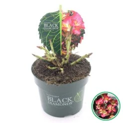Hortensia (Hydrangea Black Diamonds Dark Angel) -Kleine Bomen Verkoopwinkel 3 4