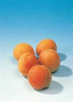 Abrikozenboom (Prunus Armeniaca) -Kleine Bomen Verkoopwinkel abrikoos