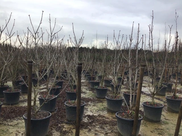 Rode Paardenkastanje Als Struik (Aesculus Carnea 'Briotii') 2 Rode Paardenkastanje Als Struik (Aesculus Carnea 'Briotii') - Afbeelding 2