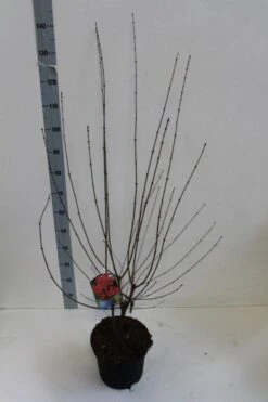 Papieresdoorn (Acer Griseum) -Kleine Bomen Verkoopwinkel acer griseum 80 100 cm co 7.5lz kopie