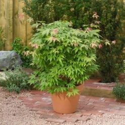 Japanse Esdoorn (Acer Palmatum 'Osakazuki') -Kleine Bomen Verkoopwinkel acer p. osakazuki1