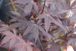 Japanse Esdoorn (Acer Palmatum 'Bloodgood') -Kleine Bomen Verkoopwinkel acer palmatum bloodgood 2