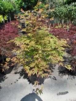 Japanse Esdoorn (Acer Palmatum 'Osakazuki') -Kleine Bomen Verkoopwinkel acer palmatum osakazuki 100 125 c25