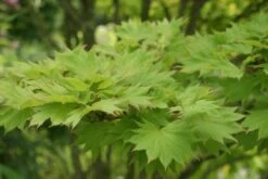 Japanse Esdoorn (Acer Shirasawanum 'Aureum') -Kleine Bomen Verkoopwinkel acer shirasawanum aureum 1