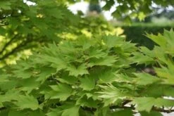 Japanse Esdoorn (Acer Shirasawanum 'Aureum') -Kleine Bomen Verkoopwinkel acer shirasawanum aureum 2