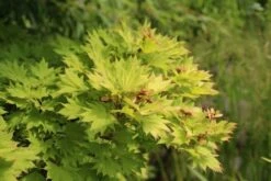 Japanse Esdoorn (Acer Shirasawanum 'Aureum') -Kleine Bomen Verkoopwinkel acer shirasawanum aureum 3