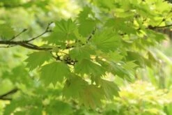 Japanse Esdoorn (Acer Shirasawanum 'Aureum') -Kleine Bomen Verkoopwinkel acer shirasawanum aureum 4