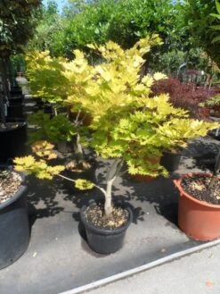Japanse Esdoorn (Acer Shirasawanum 'Aureum') -Kleine Bomen Verkoopwinkel acer shirasawanum aureum 60 80 100 c12